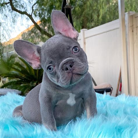 Renowned for its charming and easygoing nature, the French Bulldog is particularly known for its affectionate disposition, making it an ideal. . French bulldogs for sale in california